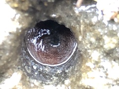 Zirfaea