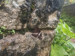 Hypolimnas bolina