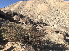 Portulacaria fruticulosa