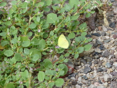 Pyrisitia dina