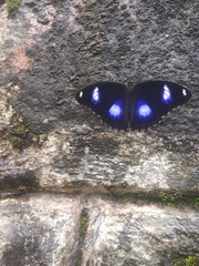 Hypolimnas bolina