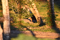 Dasyprocta variegata