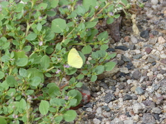 Pyrisitia dina