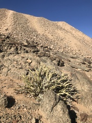 Euphorbia gariepina