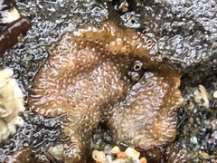 Integripelta