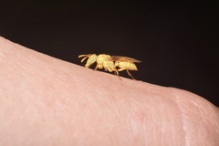 Protopolybia amarella