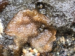 Integripelta