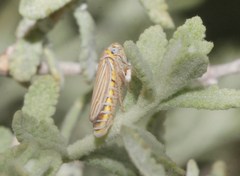 Graphocephala marathonensis