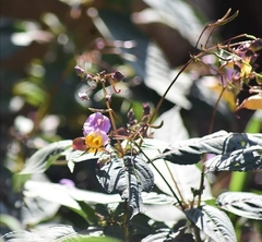 Impatiens bicolor
