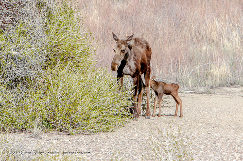 Moose photographed in Wyoming