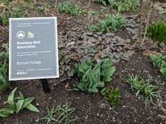 Tulipa