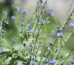 Cynoglossum wallichii