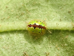 Chiridopsis marginata