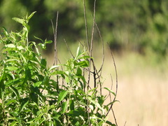 Ammodramus savannarum