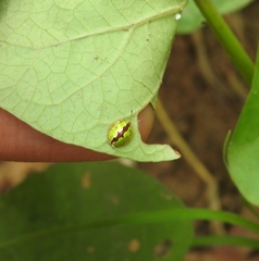 Chiridopsis marginata