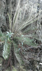 Blechnum loxense
