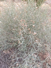 Launaea arborescens