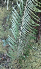 Blechnum loxense