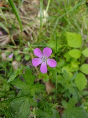 Geranium palustre