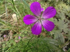 Geranium palustre