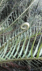 Blechnum loxense