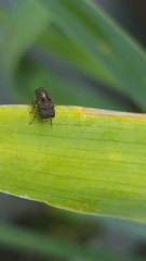 Dissoleucas niveirostris