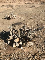 Hartmanthus pergamentaceus