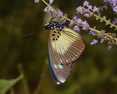 Pseudacraea lucretia tarquinea