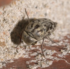 Yakuhananomia bidentata