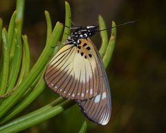 Pseudacraea lucretia tarquinea