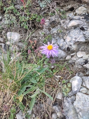 Aster alpinus
