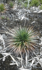 Paepalanthus