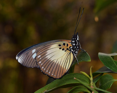 Pseudacraea lucretia tarquinea