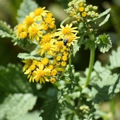 Senecio chrysanthemoides