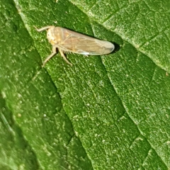Idiodonus cruentatus