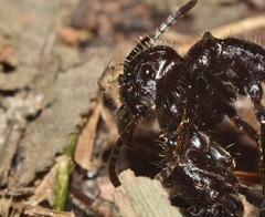 Apocephalus
