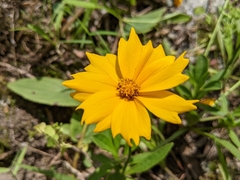 Coreopsis pubescens