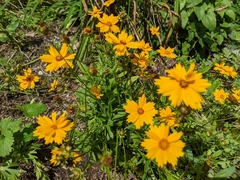 Coreopsis pubescens