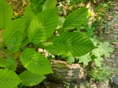 Carpinus betulus