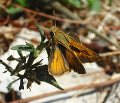 Polites vibex praeceps