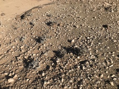 Hartmanthus pergamentaceus