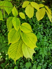Ulmus glabra