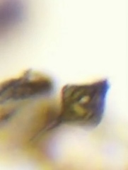 Phacus tortus
