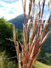 Helictochloa praeusta