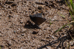 Erynnis propertius