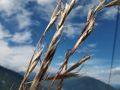 Helictochloa praeusta