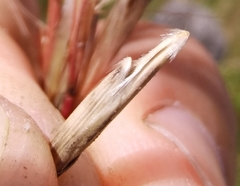 Helictochloa praeusta