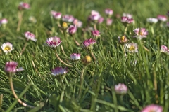 Bellis perennis