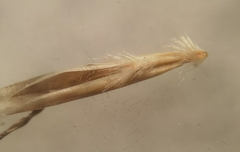Helictochloa praeusta
