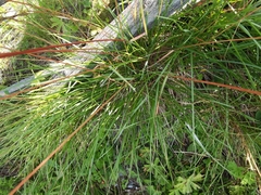 Helictochloa praeusta